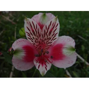 Циркус Циркус